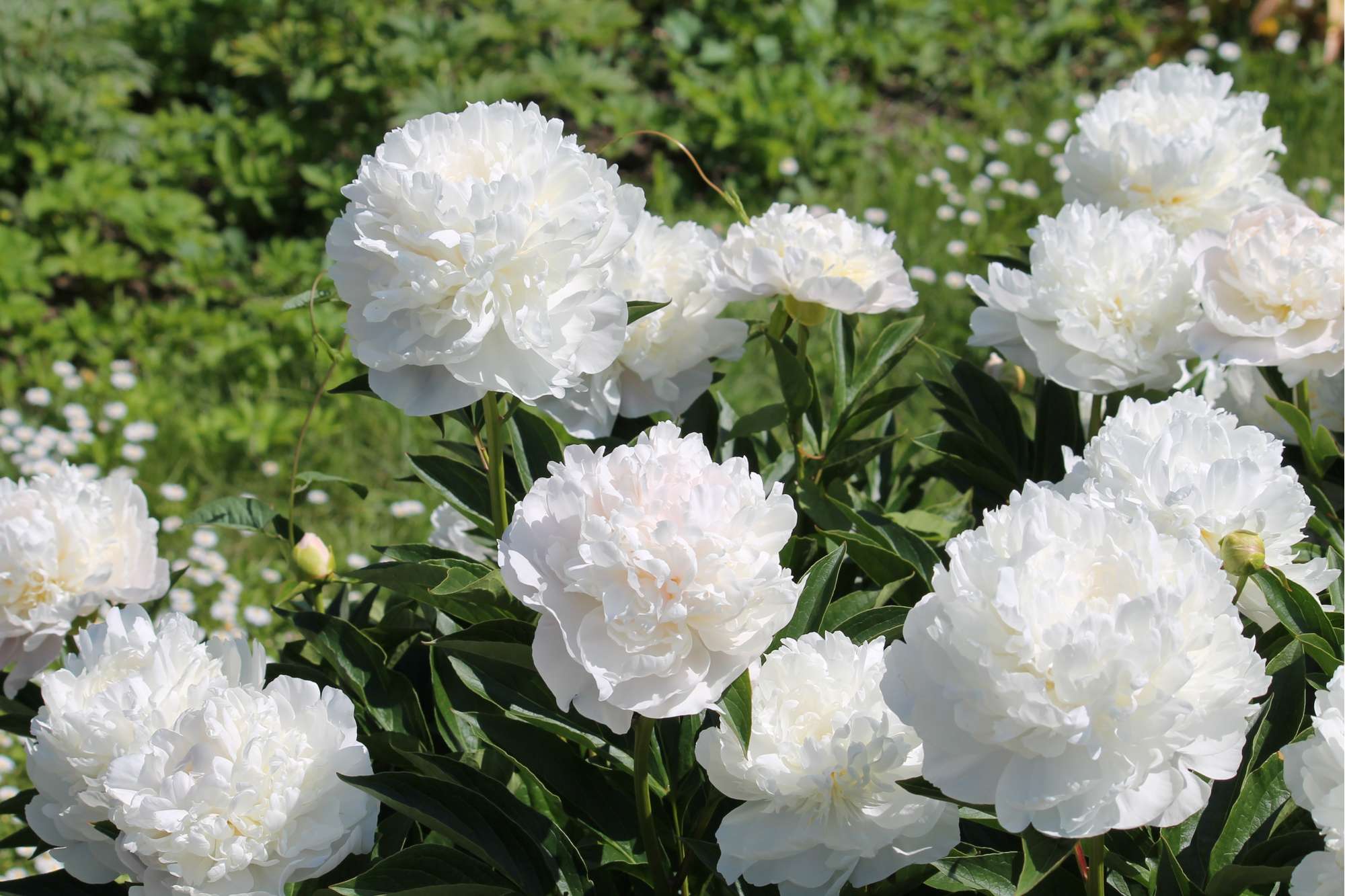 Pfingstrose 'Duchesse de Nemours'